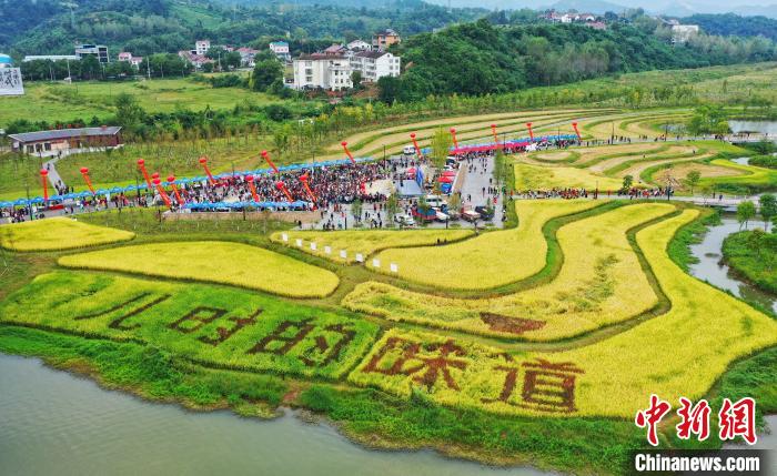 2020年湖北远安农民丰收节活动举行 周星亮 摄当地农民在稻田中感受