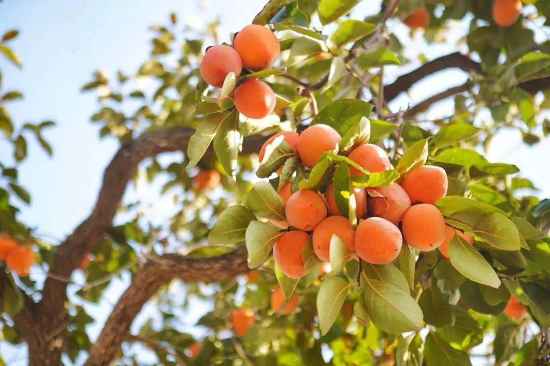 富平柿子最有名已有上千年栽培史中国人对柿子情有独钟沁人心脾甜丝丝