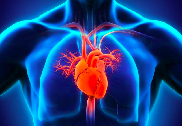 当心肺功能增强后,便能使我们的心血管功能更好,心脏泵血的功能也就会