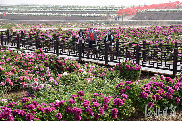 2020年4月15日,游客在河北省邯郸市峰峰矿区西固义乡牡丹种植基地游览