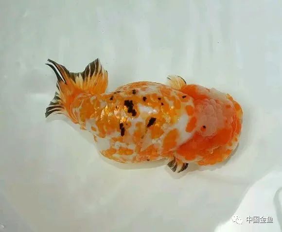 禽兽野兽怪兽猛兽无腿吸金兽