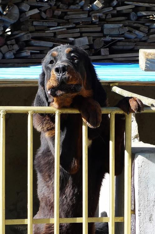 过杨志军的《藏獒》,时隔月余,至今仍对书中描写的主人公獒王虎头雪獒