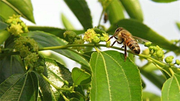 棗花蜂蜜應該是什麼顏色的?