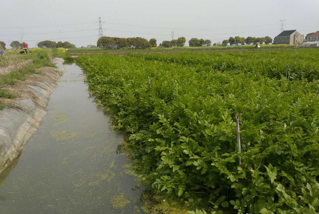 一块水田两份收入,水面种水芹,水下养泥鳅,每亩年赚4万元