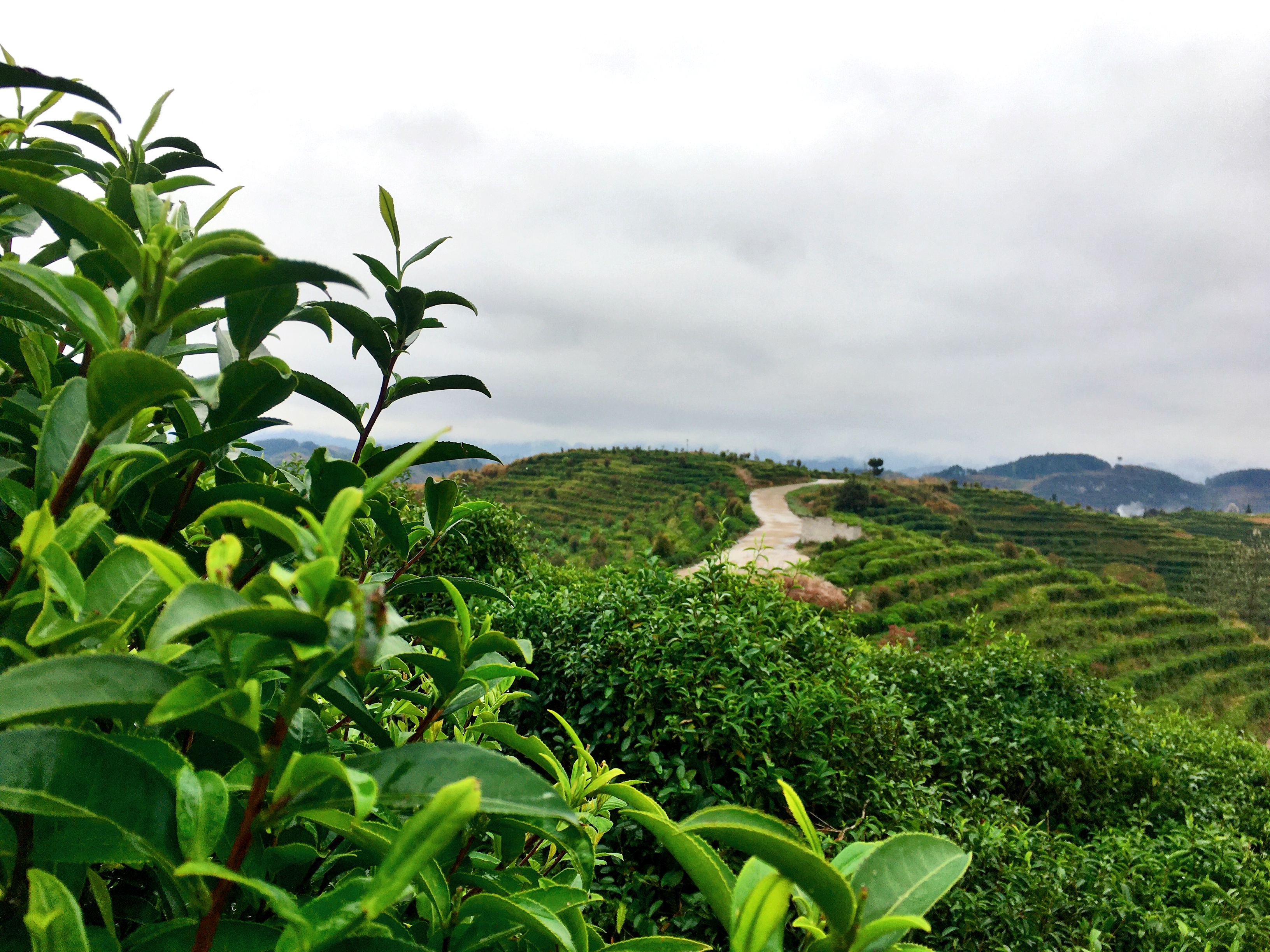 平塘克度镇天眼红,毛尖绿两碗茶是贵州春茶第一壶