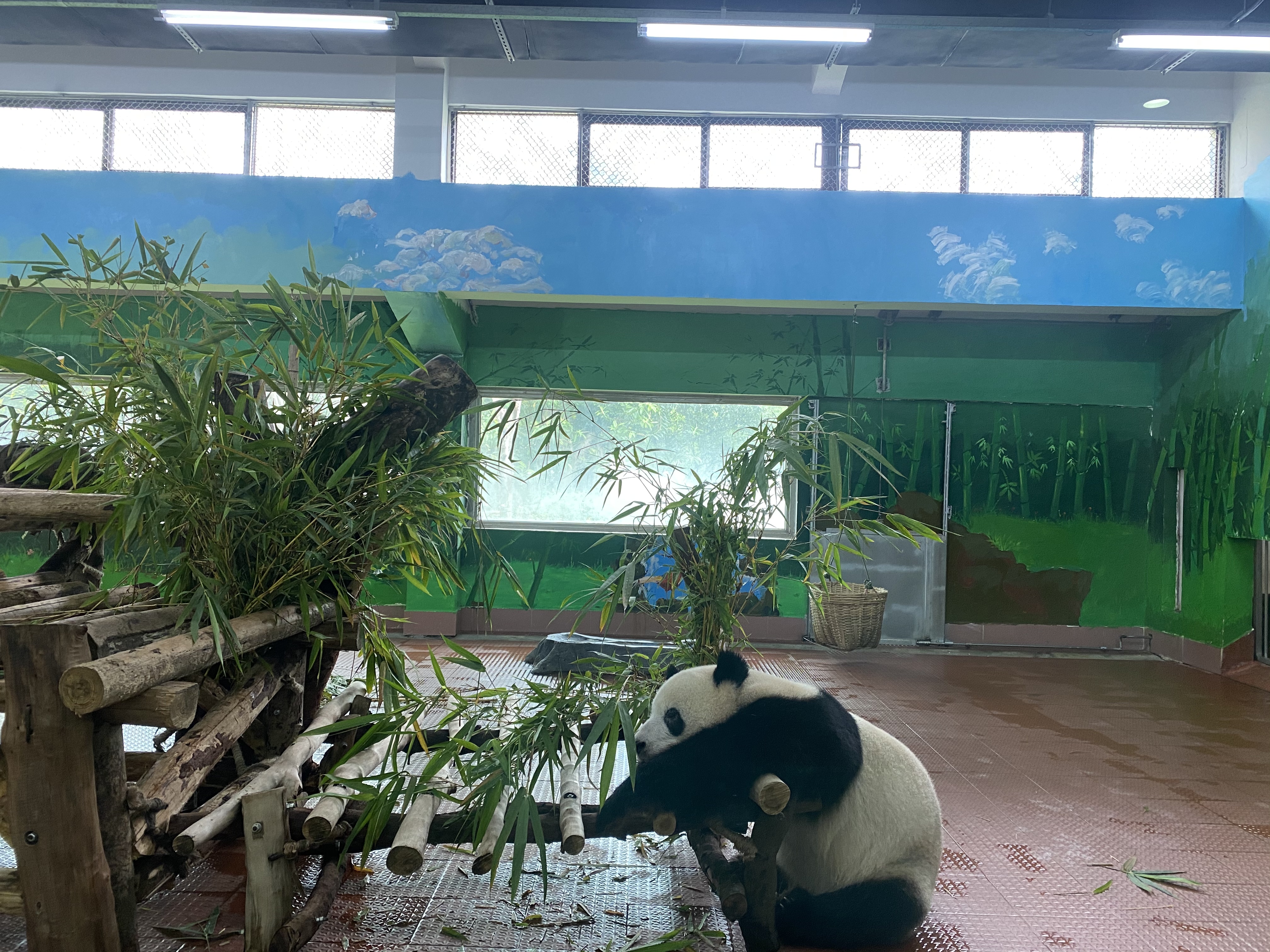 廣州動物園大熊貓館重新開放,看看國寶咋樣啦