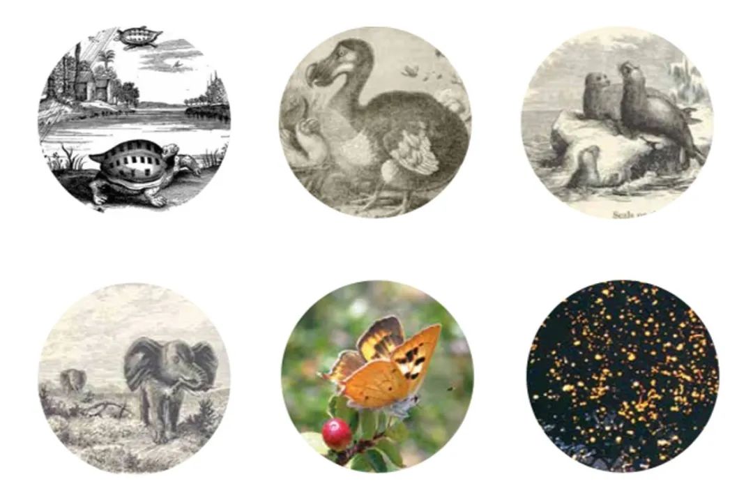 林璎:我21岁之前,都不知道自己家世如此显赫