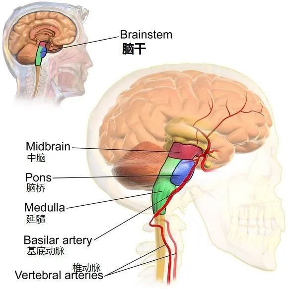 脑桥结构图图片