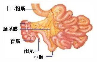 小肠和肠系膜