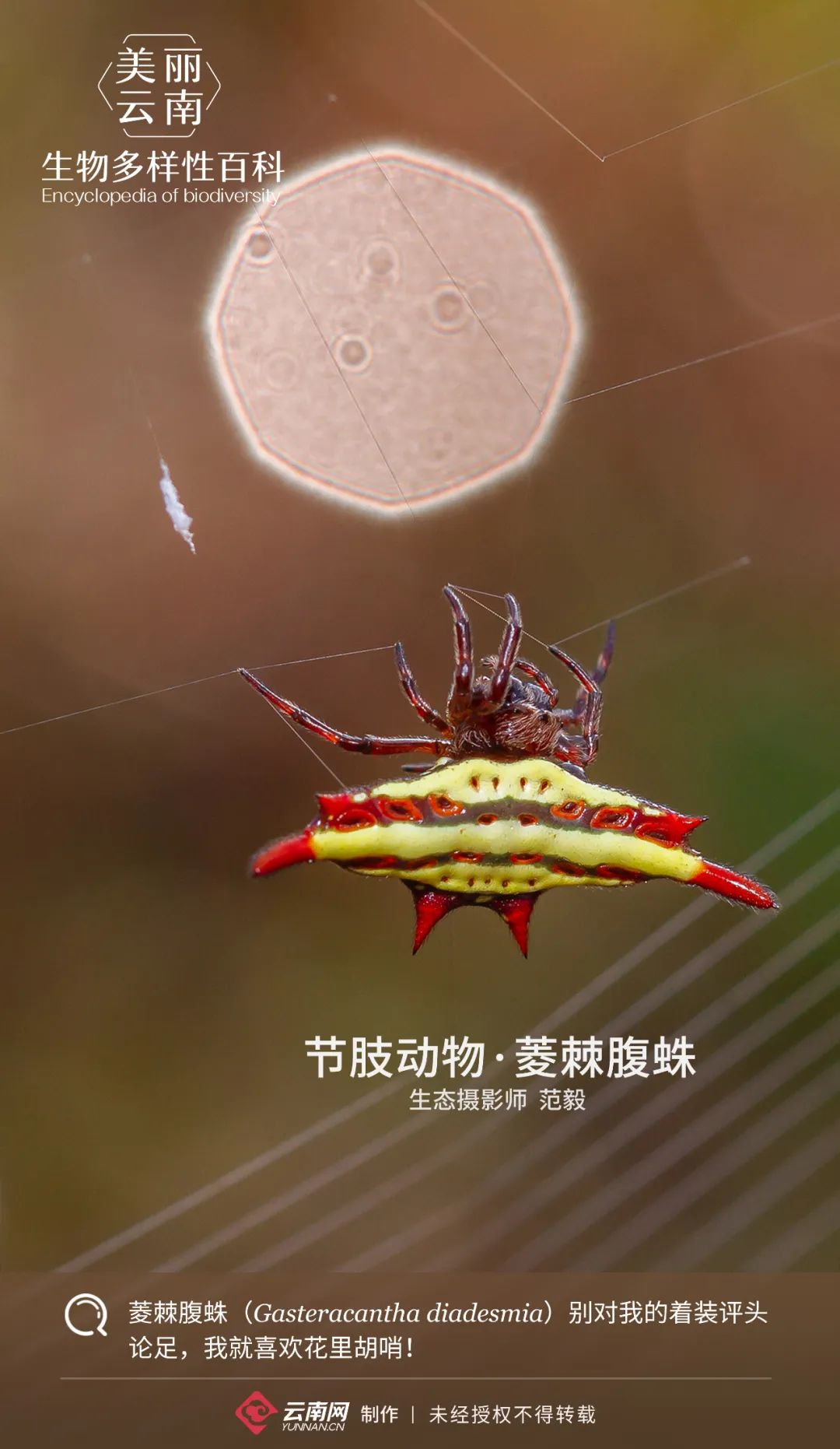 节肢动物菱棘腹蛛我就喜欢把自己打扮得花里胡哨