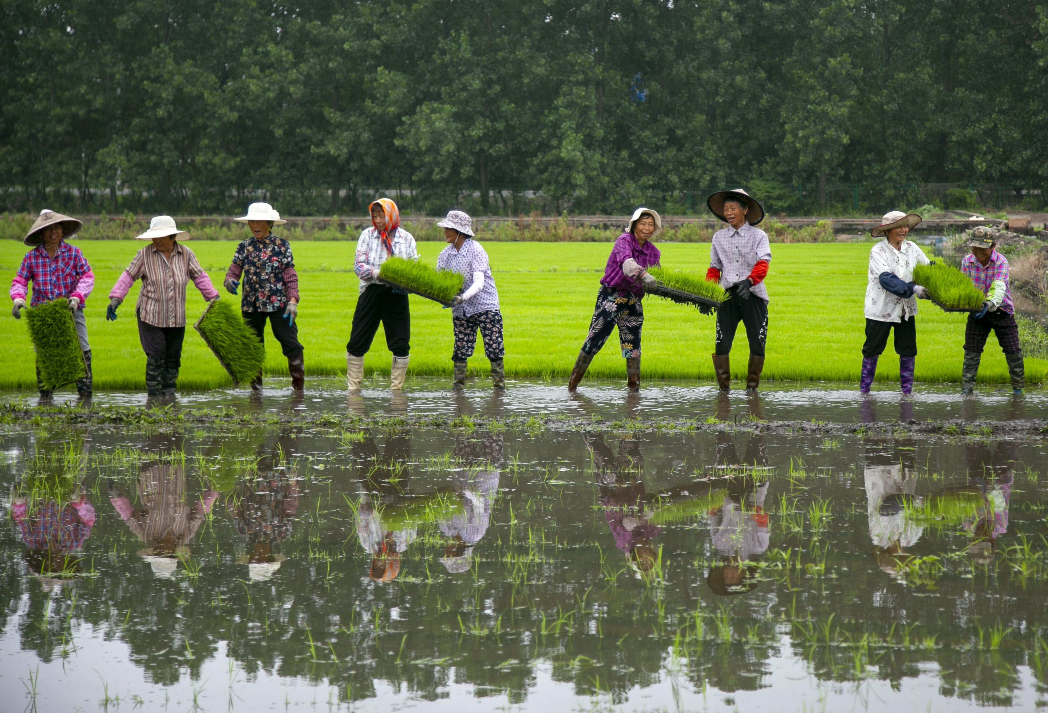 江苏泰州三夏时节忙夏种