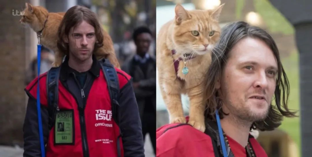 治愈千万人的流浪猫鲍勃去世,一猫一人相互救赎的故事,迪士尼都想买