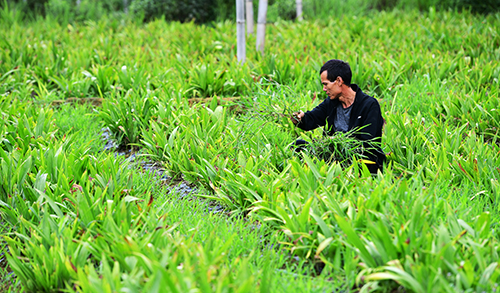 近日,峨山县岔河乡文山村种满白及的中药材基地里,在此打工的建档立卡