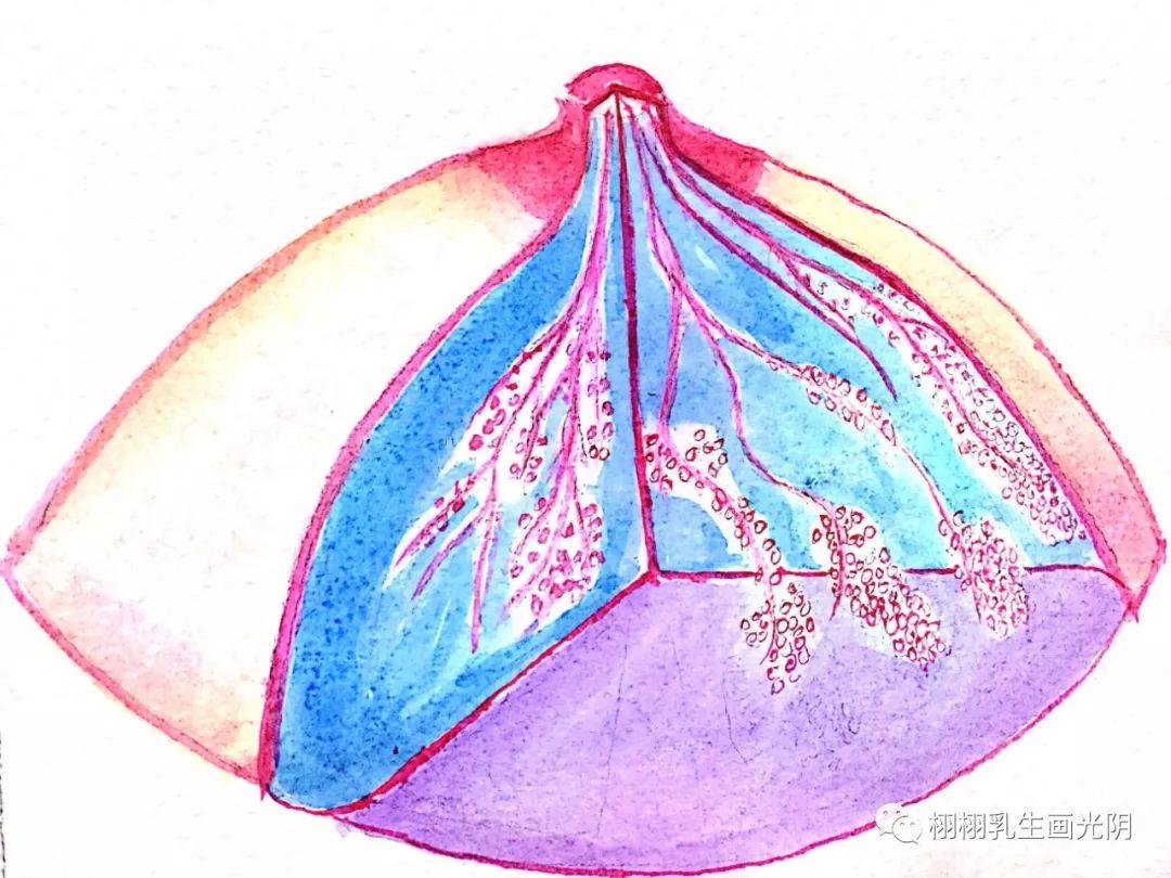 到母乳餵養,從疼痛專業到影像檢查以及病理 ,從護理到康復,步步驚心