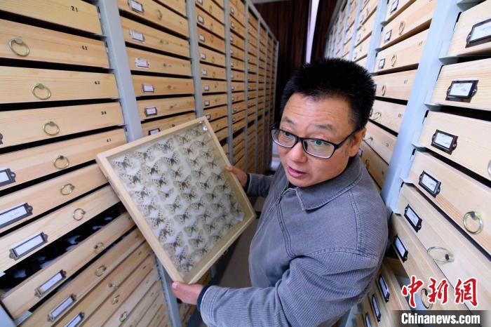 曹天文收集昆虫标本10余万、4000余种。其中,近半是蝴蝶标本、2000余种。 韦亮 摄