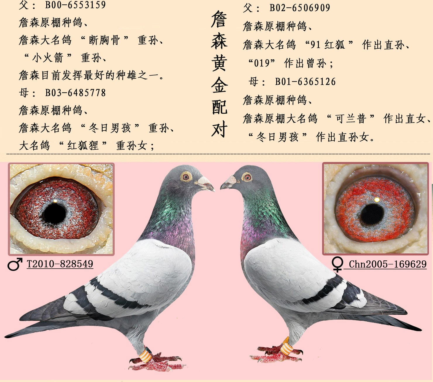 高级种鸽眼睛配对图片图片
