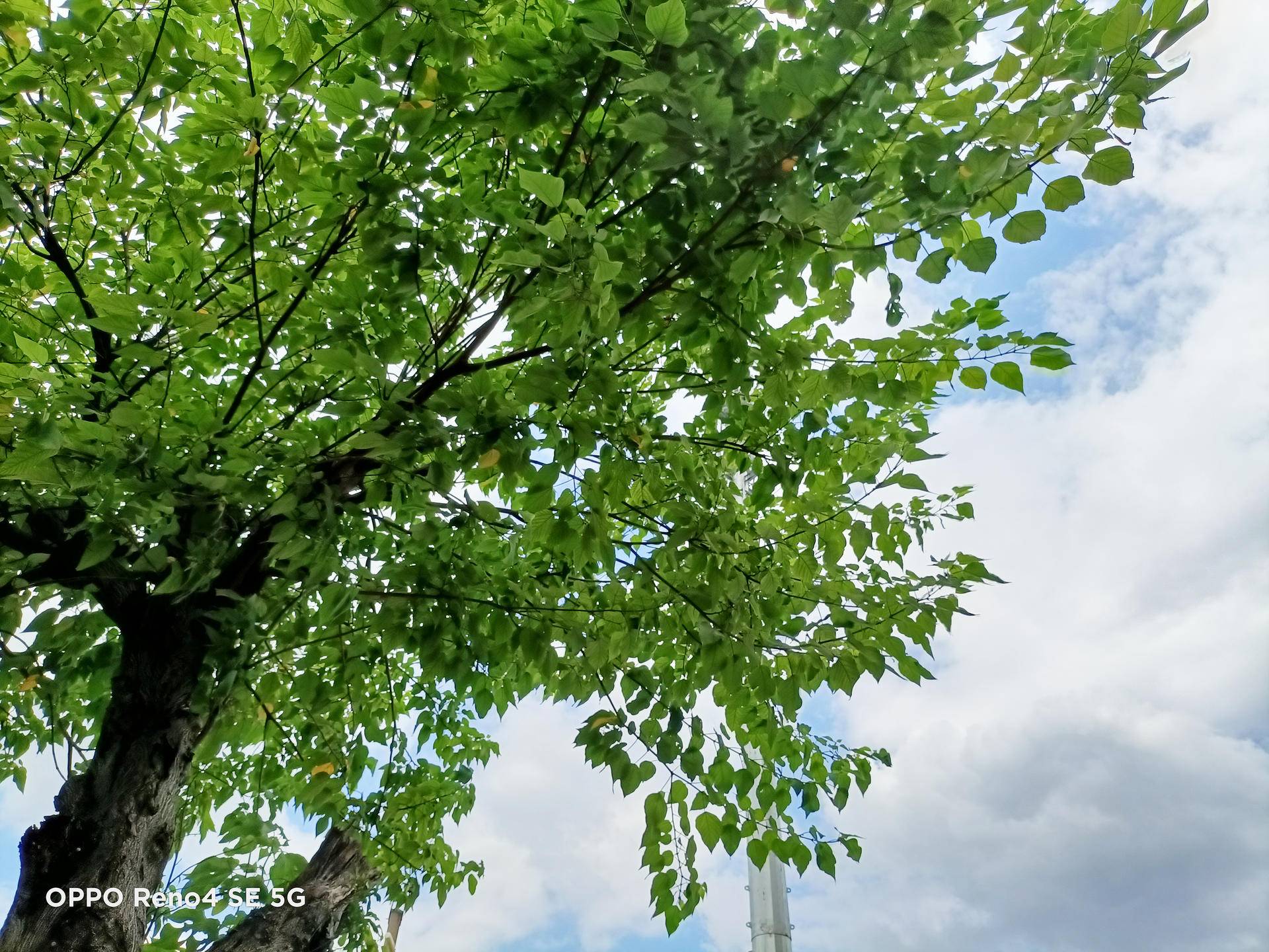 不到2K5就能买到街拍利器,Reno4 SE人像玩法专项报告