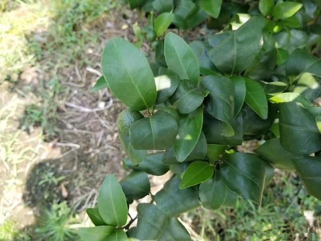 柑橘老叶卷很正常,不一定是缺硼或者是根线虫,找对方法恢复很快