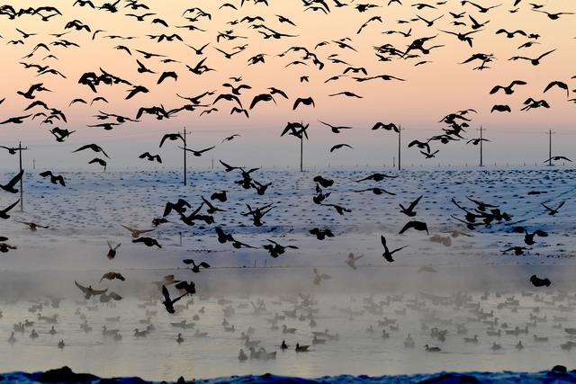 内蒙古小山村:这里的候鸟不南迁__凤凰网