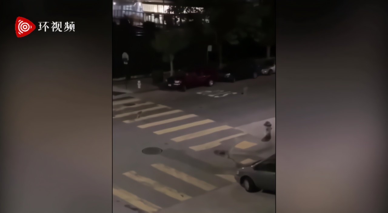 美国旧金山居民拍到两只郊狼在街道上徘徊、嚎叫