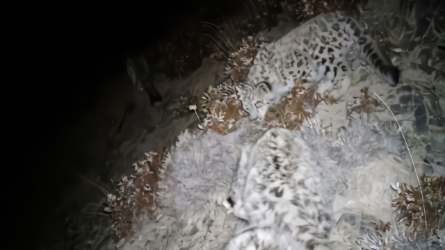 罕见！祁连山末端首次拍到4只雪豹