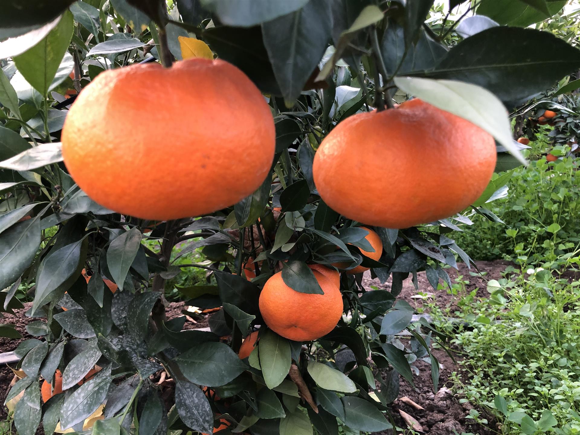 上海这家合作社种出来的桔子为什么能每只卖100元