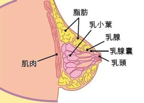 摧毁中国女人的胸部生一次孩子就够了