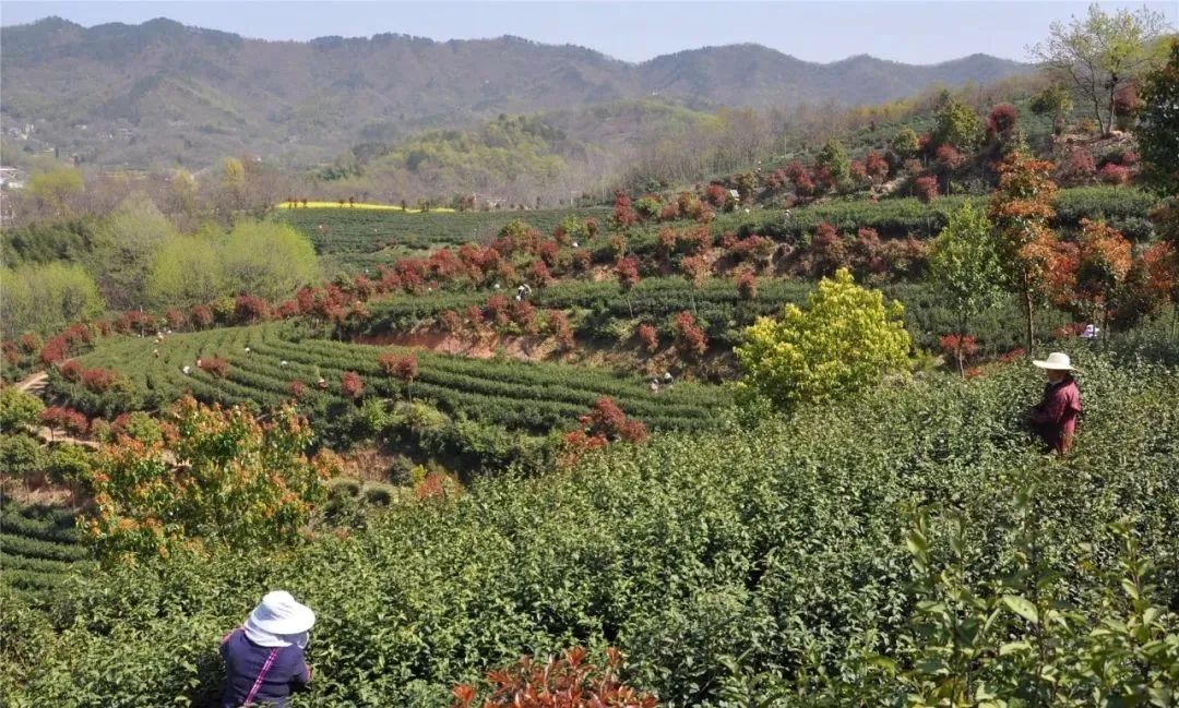 在舒城县舒茶镇石塘村,古尖香家庭农场栽种的1000多亩舒茶早自然不