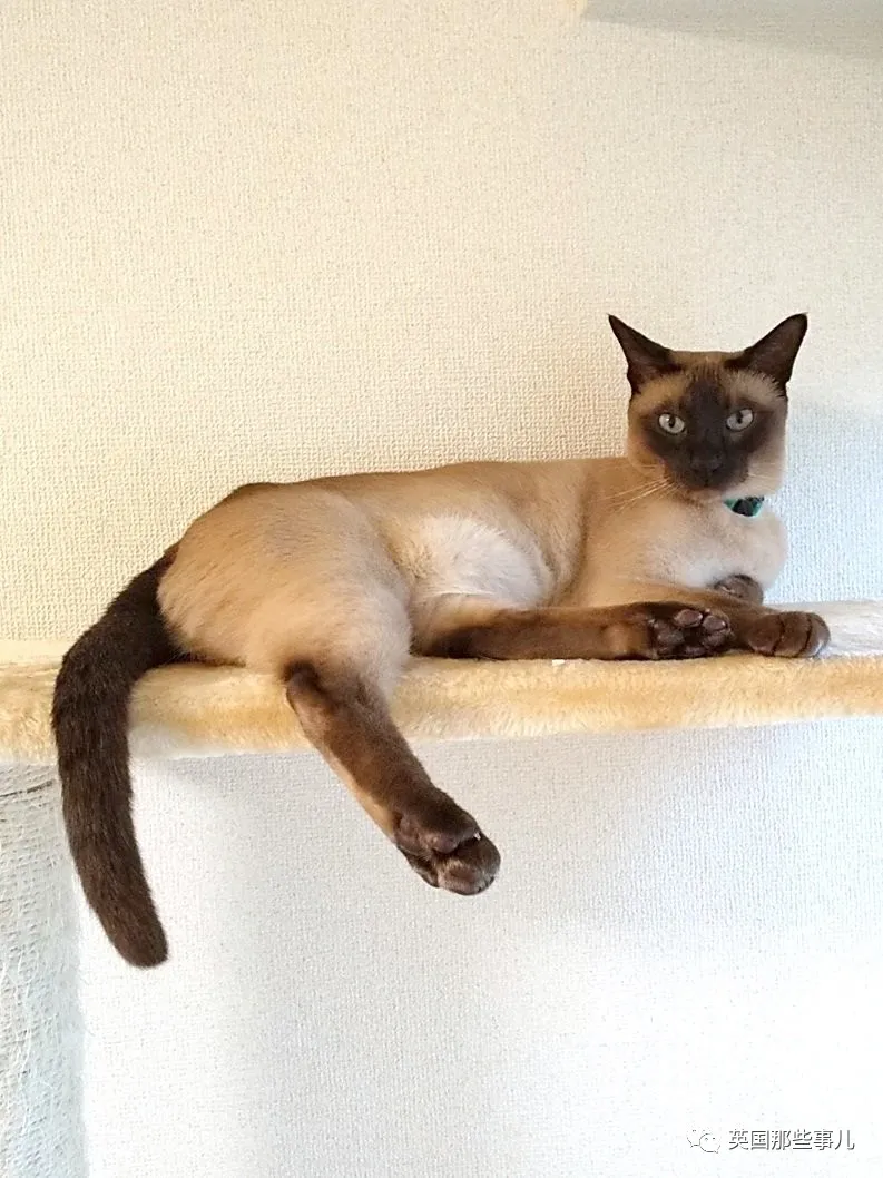 养暹罗猫等于拆盲盒?日渐变黑就算了,咋还能长成肥橘和三花?