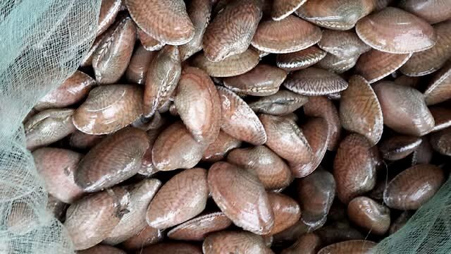 蛤蜊 蛏子 毛蚶 蚬子 傻傻分不清楚_美食_生活方式_凤凰艺术