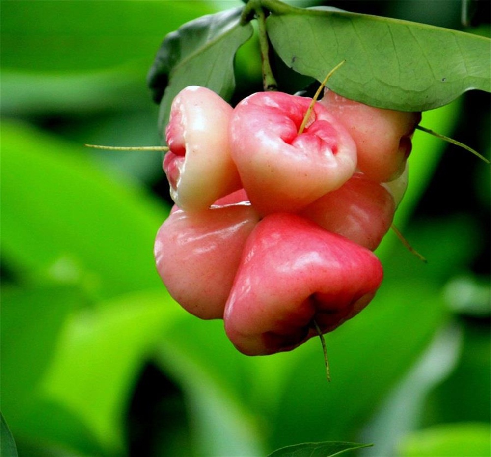 家庭酿酒技术莲雾酒酿造方法功效与作用