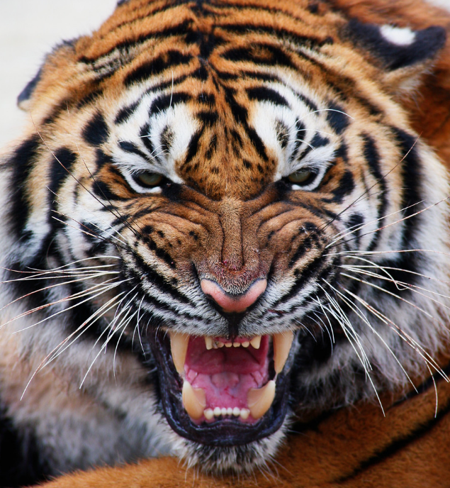 泰森能打得过老虎吗老虎厉害吗