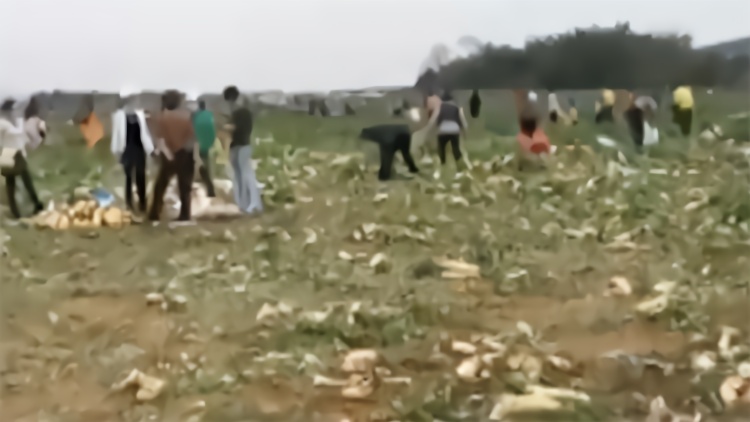 免费？他们听信谣言扎堆拔萝卜 种植户损失20万元