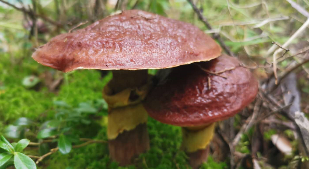 在根河,有一种美味叫"粘团子"