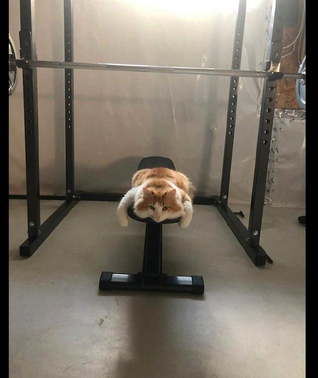 健身房锻炼,却发现有只猫咪趴在器材上,已累成一滩猫饼!__凤凰网