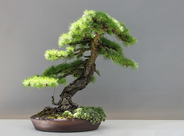 盘点盆景八大流派你家乡占一席么