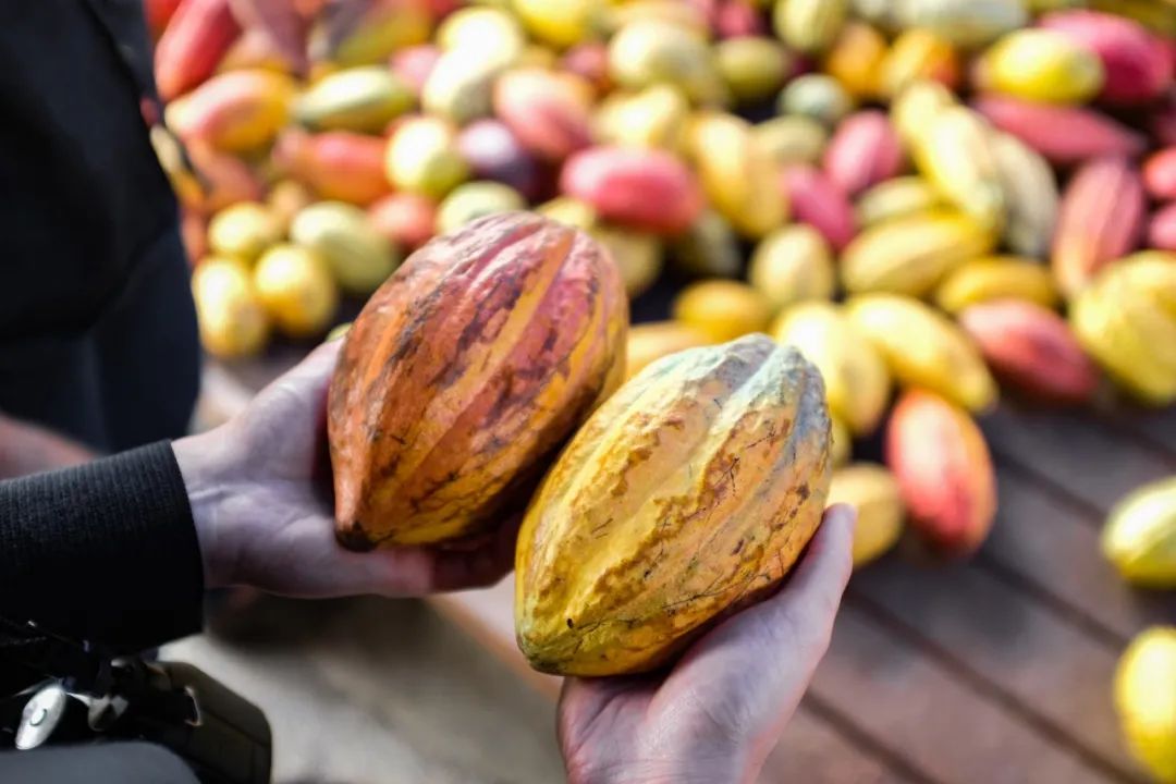 可可树的生长多适应于高温高湿,多阴少风的热带雨林气候.