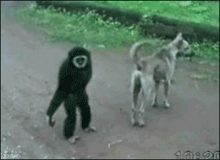 猴骑狗跑的动态图片图片