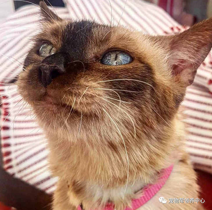 17岁邻家高冷女王猫性情突变每日蹲守门口求摸原因超可爱