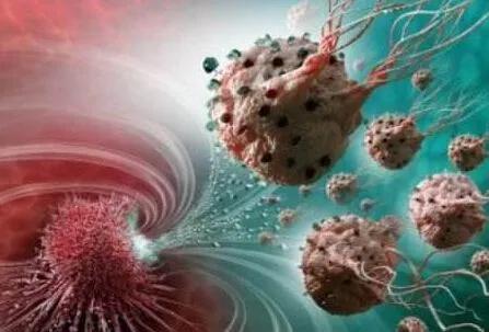 (3)他们通过死亡受体配体的表达诱导细胞凋亡.