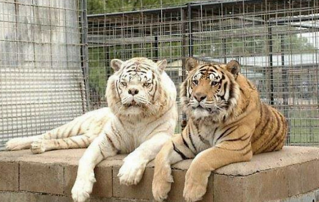 东北虎假装突然袭击白虎 下一秒憋住别笑 镜头拍下全过程 凤凰网