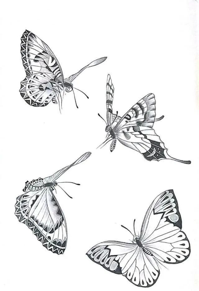蝴蝶简笔画 素描图片