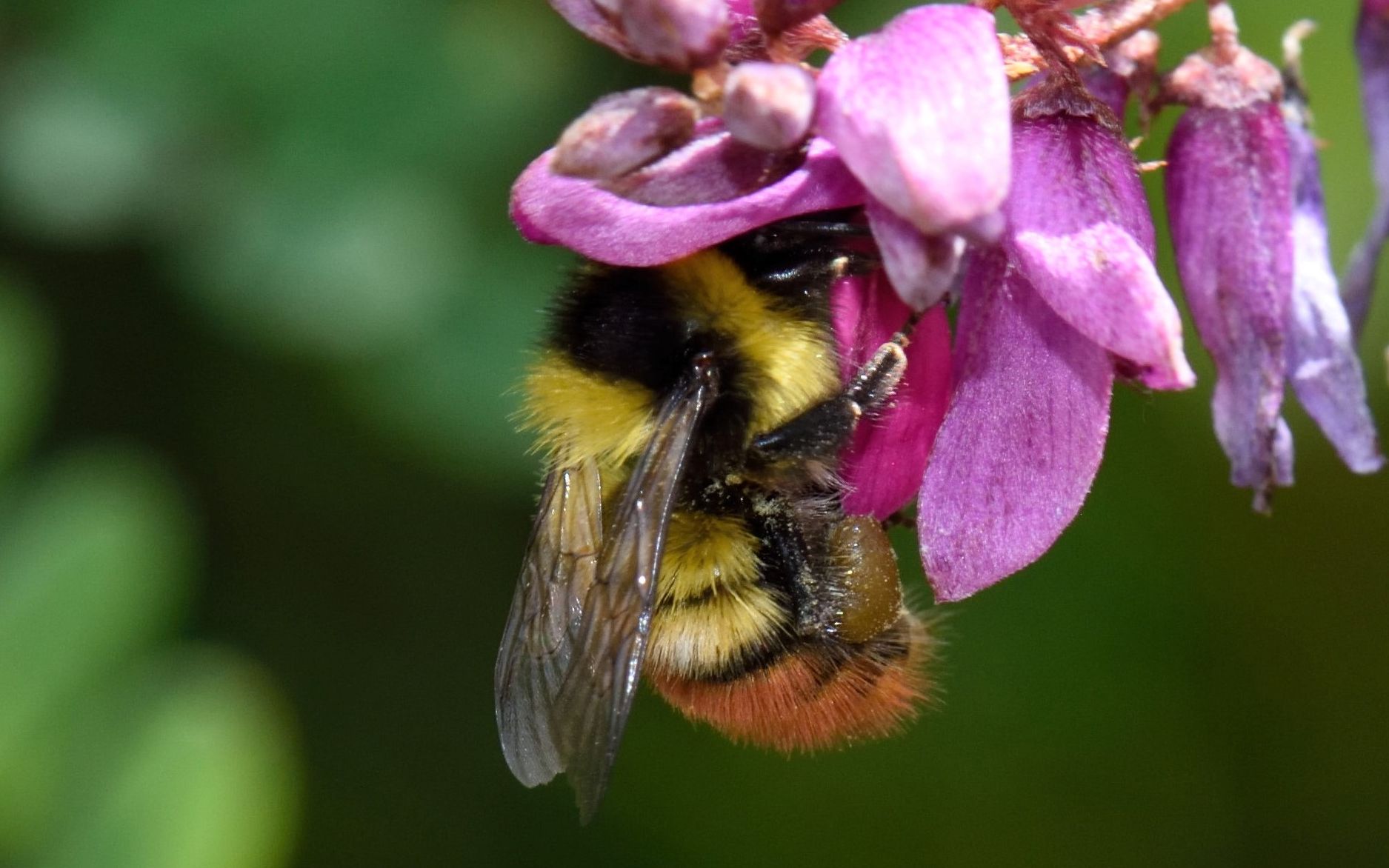 应对外来熊蜂入侵我国科学家发现2种人工饲养本土熊蜂