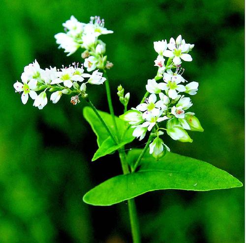 荞麦花 文/刘跃瑜 图/来自网络 小小荞麦花 洁白