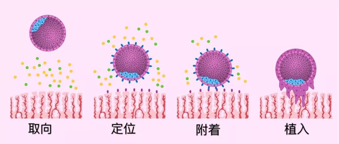 做试管婴儿只有40 多的胚胎能着床 凤凰网