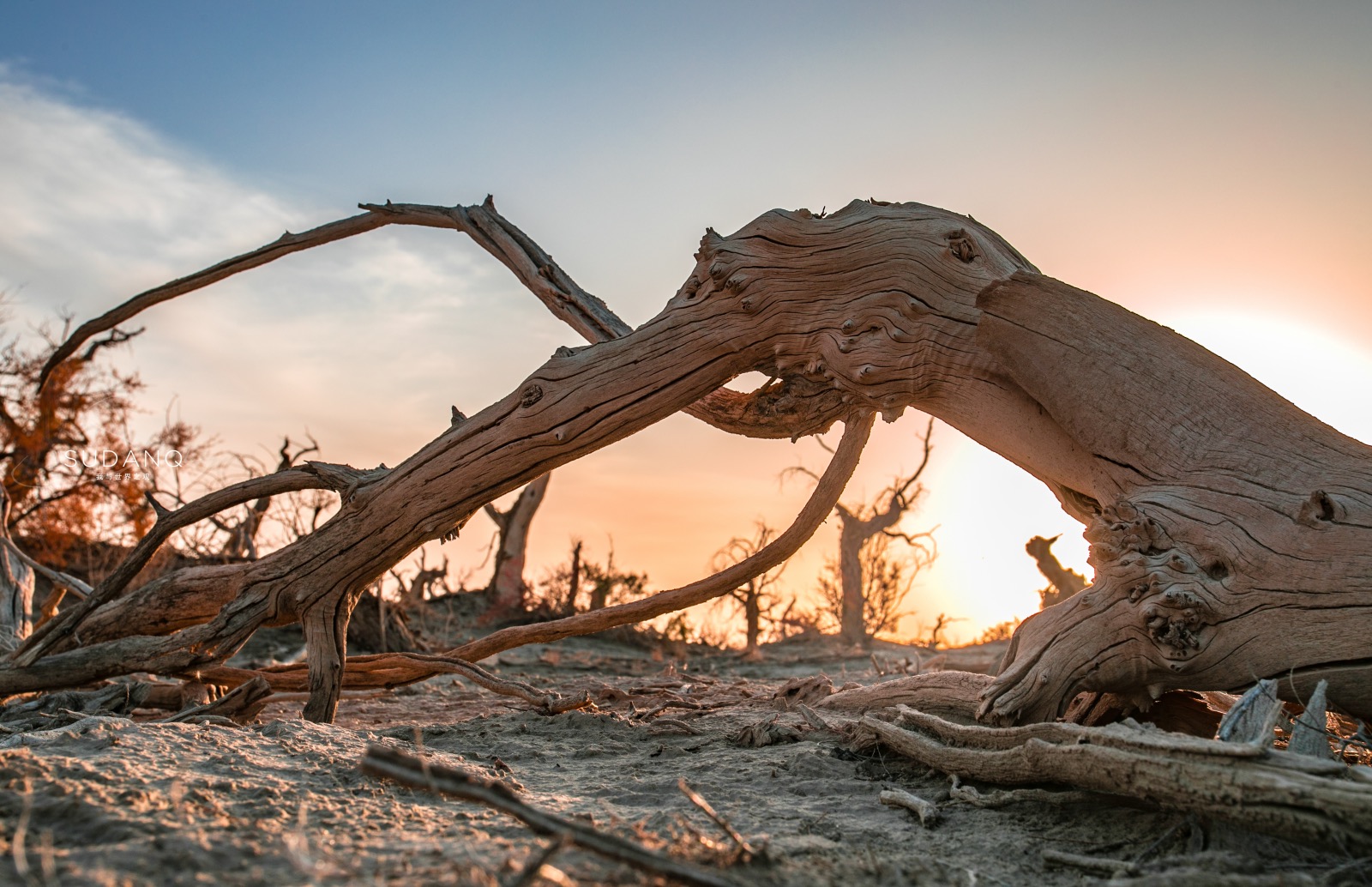 它是中国最大的沙漠,藏有神秘"魔鬼林",堪称是生命的禁区