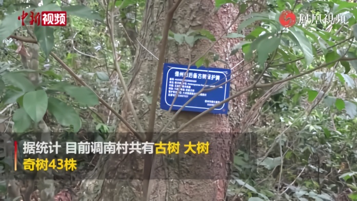 海南儋州调南村古树奇树成景点