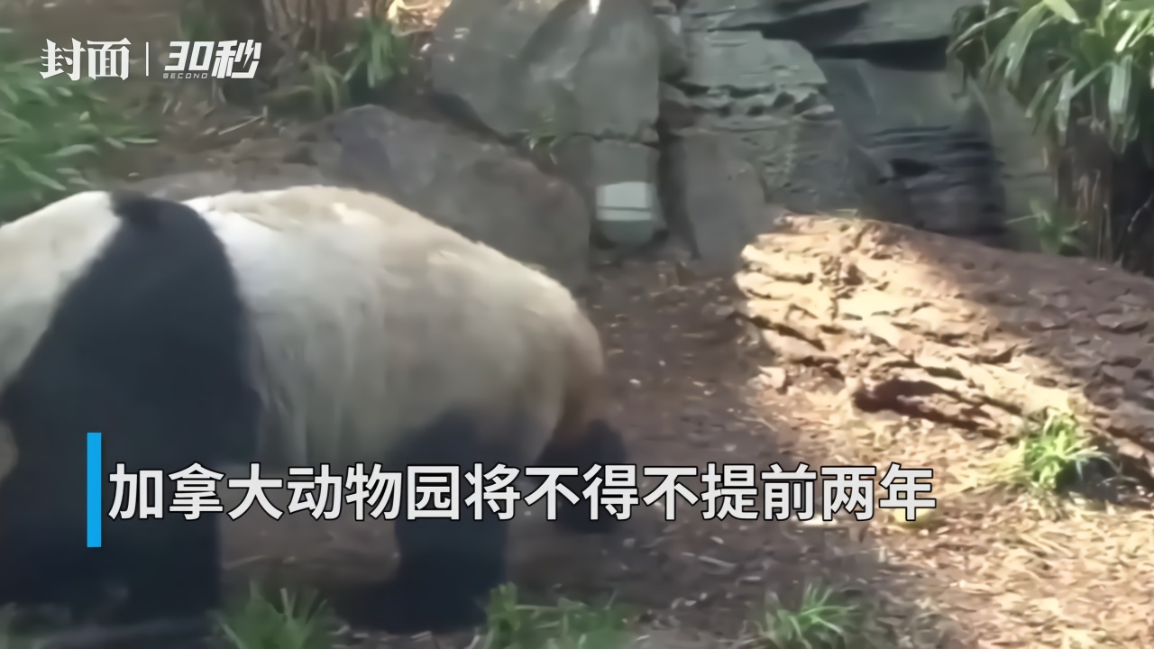 30秒丨旅加大熊猫吃不上鲜竹 提前两年送熊猫回国