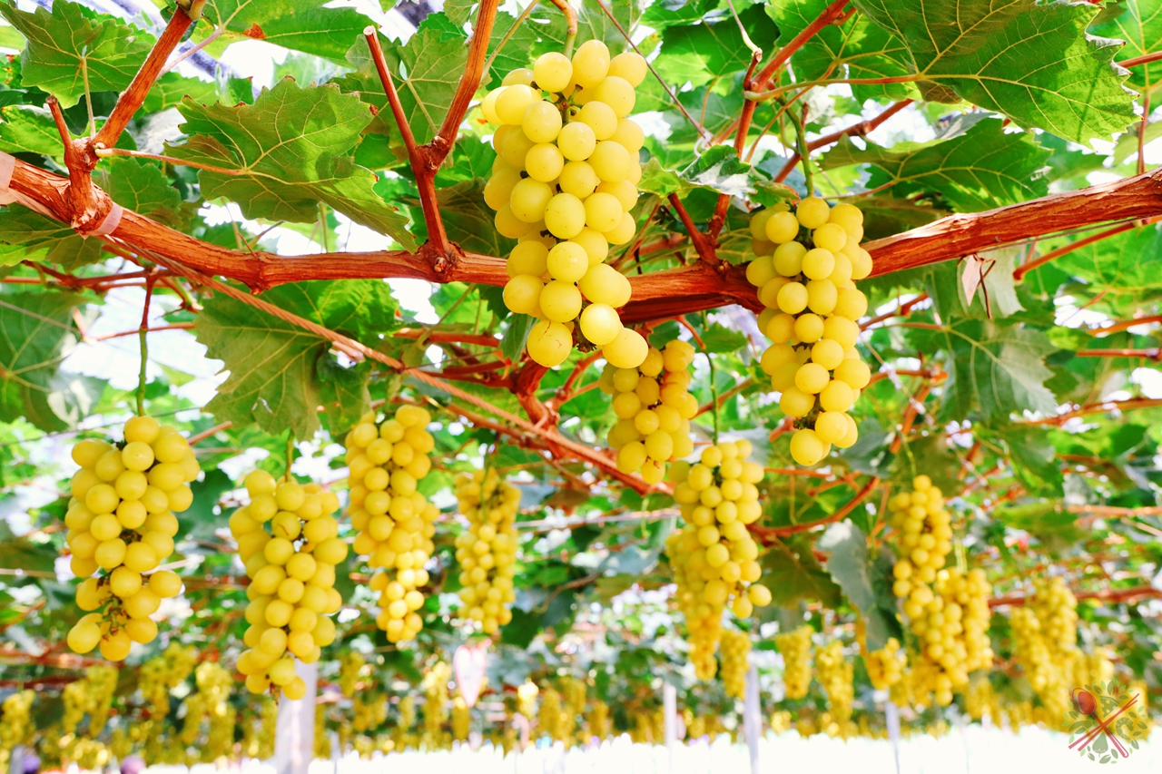 韶关南雄自驾游,采摘树上熟的黄金葡萄,甜到停不下嘴__凤凰网