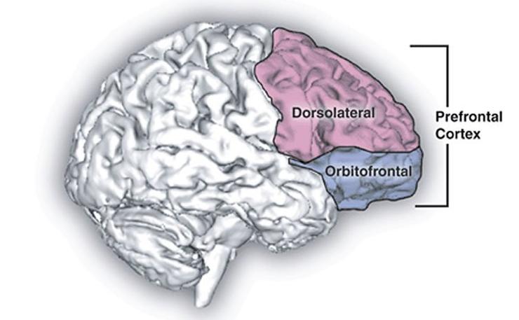 下图所示,前额叶皮层包括背外侧前额叶皮层(dorsolateral prefrontal